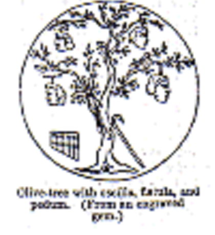 Oscilla in Olive Tree